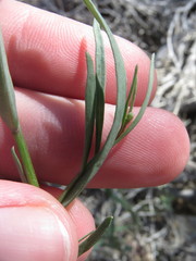 Streptanthus longirostris