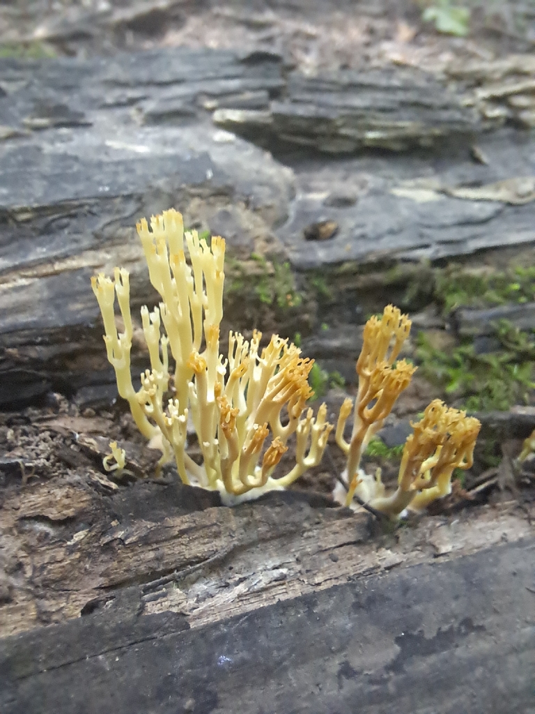 crown-tipped coral fungus · July 2026 · photo: Photo: (c) Emily, some rights reserved (CC BY) · iNaturalist
