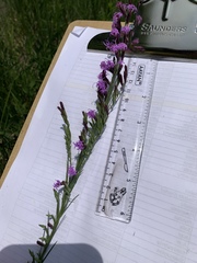 Liatris acidota