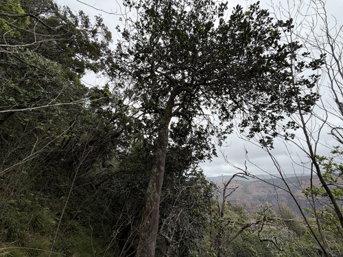 Zanthoxylum dipetalum observed 2026-03-25