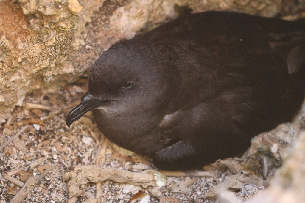 Bulwer's petrel resting in a rock crevice, dark plumage and a black bill