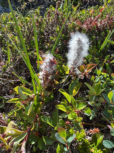 Salix arctophila, photograph 1