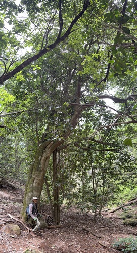 Zanthoxylum dipetalum observed 2026-05-28
