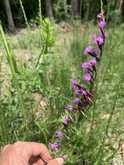 Liatris acidota
