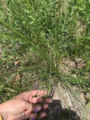 Liatris acidota