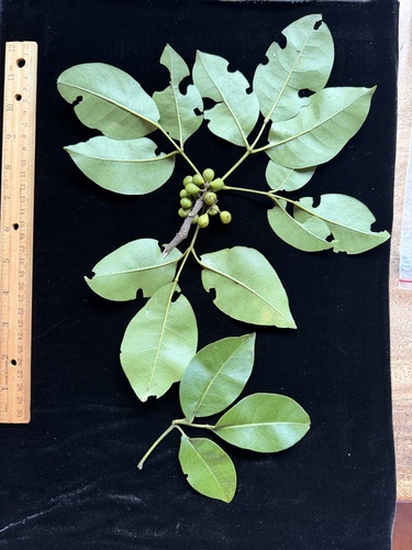 Zanthoxylum kauaense, 2026-02-19