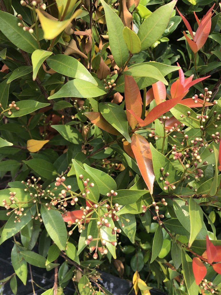 Syzygium mekongense (Syzygium mekongense)