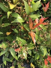 Syzygium hancei