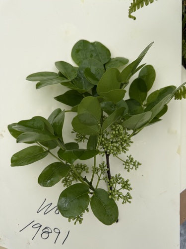 Zanthoxylum kauaense, 2026-02-18