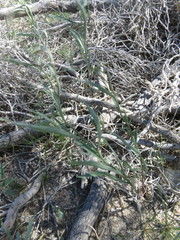 Streptanthus longirostris