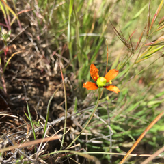 Papaver heterophyllum