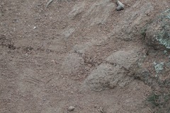 Liometopum apiculatum