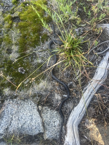 iNaturalist observation photo of Sierra Garter Snake