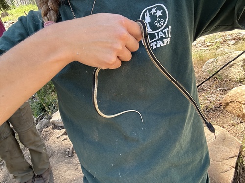 iNaturalist observation photo of Mountain Garter Snake