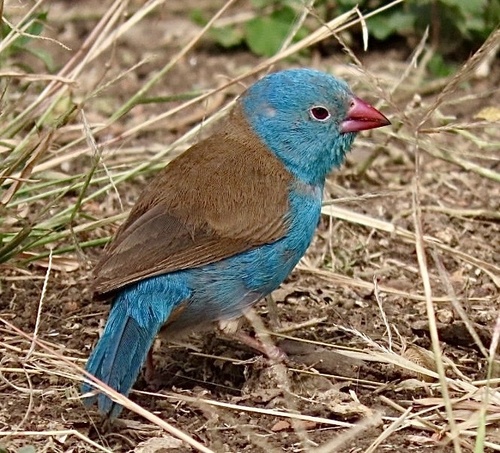 Blue-capped Cordon-bleu (Uraeginthus cyanocephalus)