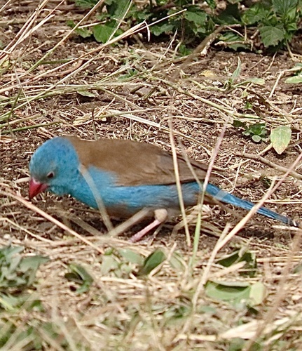 Blue-capped Cordon-bleu (Uraeginthus cyanocephalus), photo 2
