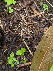 Nicrophorus nepalensis