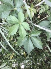 Parthenocissus quinquefolia