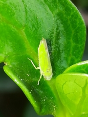 Bucephalogonia xanthophis