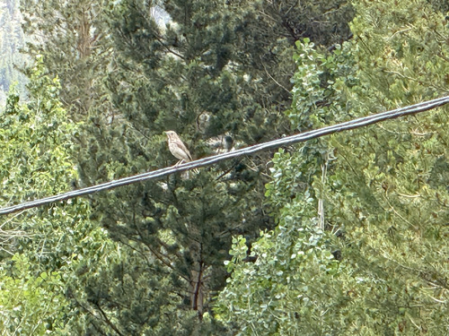 iNaturalist observation photo of Hermit Thrush
