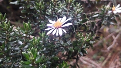 Diplostephium hartwegii