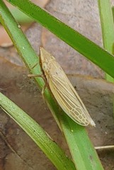 Draeculacephala savannahae
