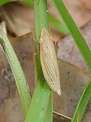 Draeculacephala savannahae