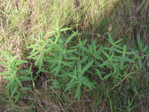 Texas Marsh Elder (Iva texensis)