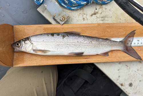 Least cisco (Coregonus sardinella) — Salmonidae — 2