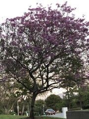 Bignoniaceae