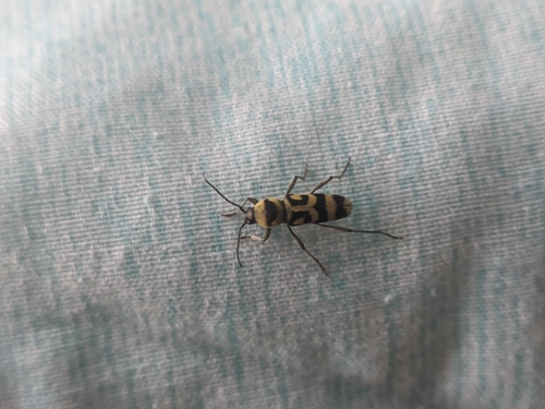 Grape Wood Borer