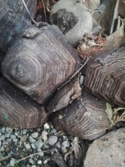 Dioscorea mexicana