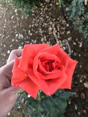 Rosa