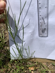 Coreopsis tinctoria