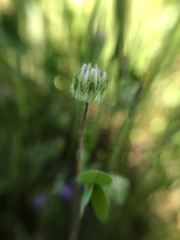 Trifolium microdon