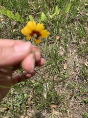 Coreopsis tinctoria