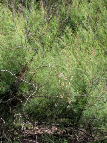 Tamarix africana