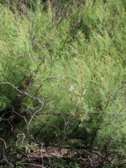 Tamarix africana