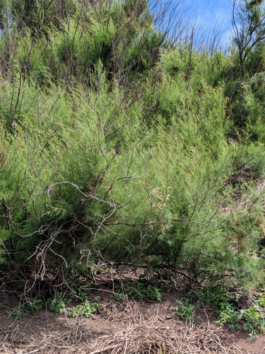 Tamarix africana, photograph 2