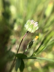 Trifolium microdon