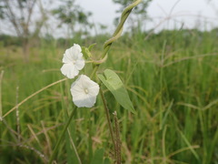 Ipomoea biflora