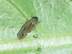 Bucephalogonia xanthophis