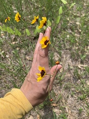 Coreopsis tinctoria