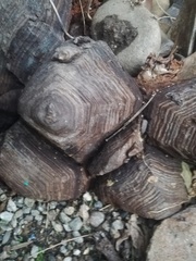 Dioscorea mexicana