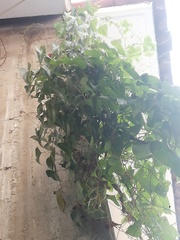 Dioscorea mexicana
