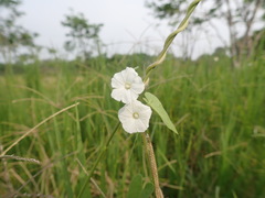 Ipomoea biflora