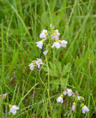 Cardamine polemonioides