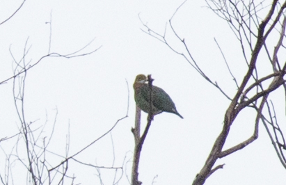 Pink-spotted Fruit Dove (Ptilinopus perlatus)