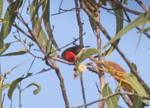 Mountain Myzomela (Myzomela adolphinae), photo 9
