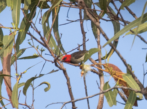 Mountain Myzomela (Myzomela adolphinae), photo 10